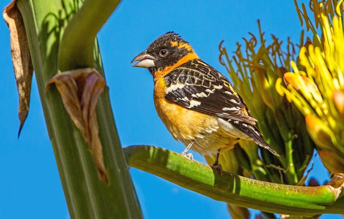 Северный Кардинал птица