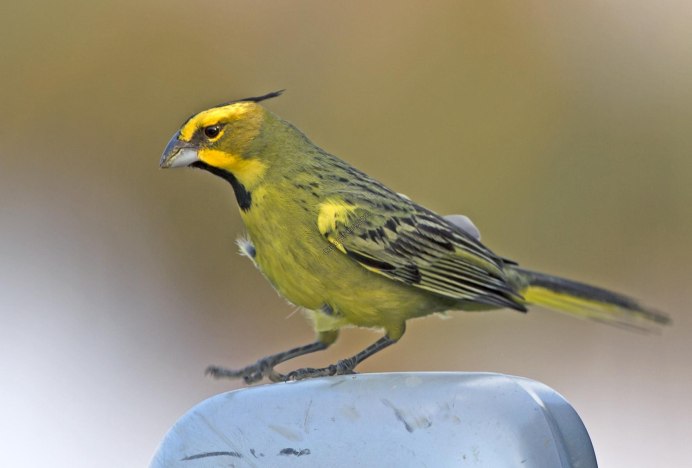 Зелёный ОВСЯНОЧНЫЙ Кардинал