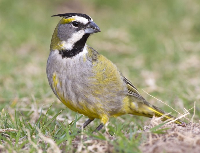 Черноголовый Кардинал