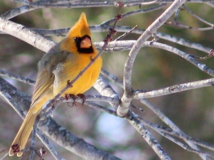 Желтый Кардинал птица