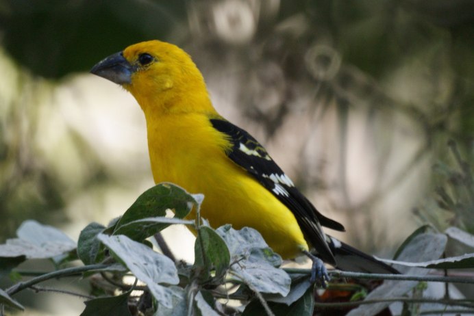 Виргинский Кардинал птица