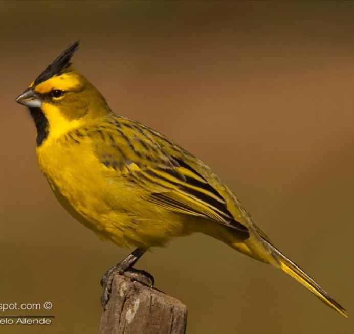 Желтый Кардинал птица