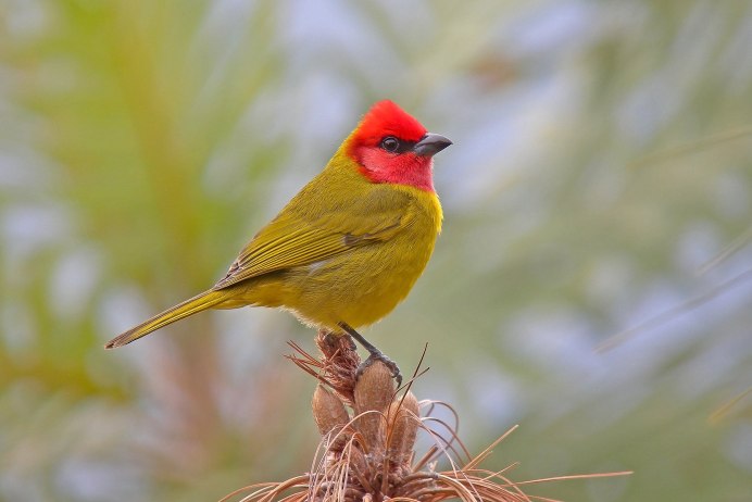 Птицы с желтым оперением