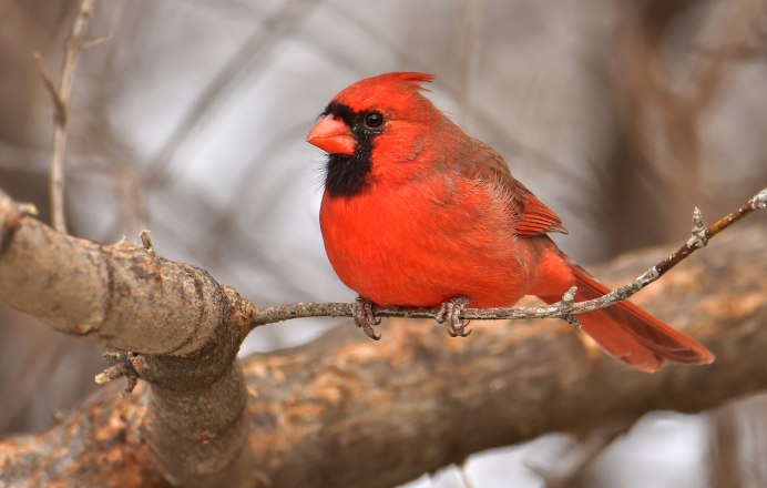 Красный Кардинал ред