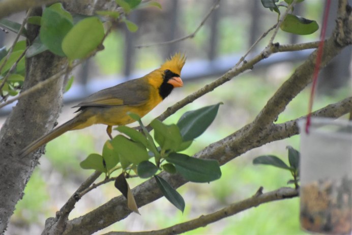 Свиристель и красный Кардинал