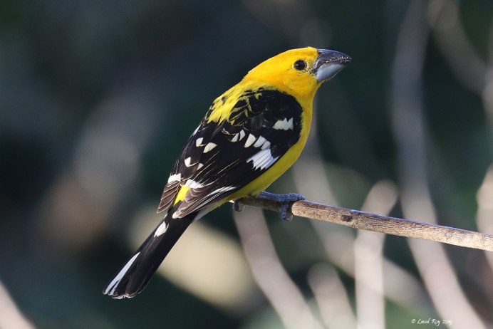 Кобальтовый дубоносовый Кардинал