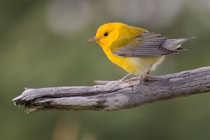 Yellow billed Cardinal