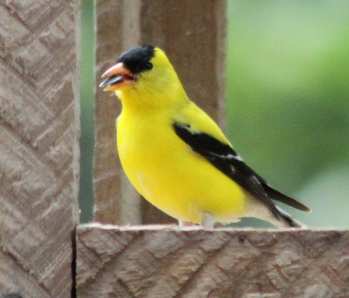 Северный Кардинал птица