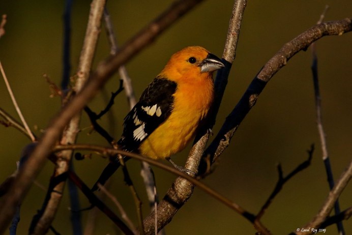 Yellow Grosbeak