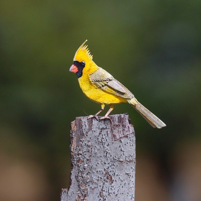 Желтый Кардинал