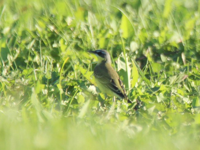 Свиристель и красный Кардинал
