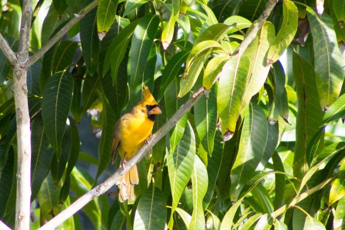 Желтый Кардинал птица