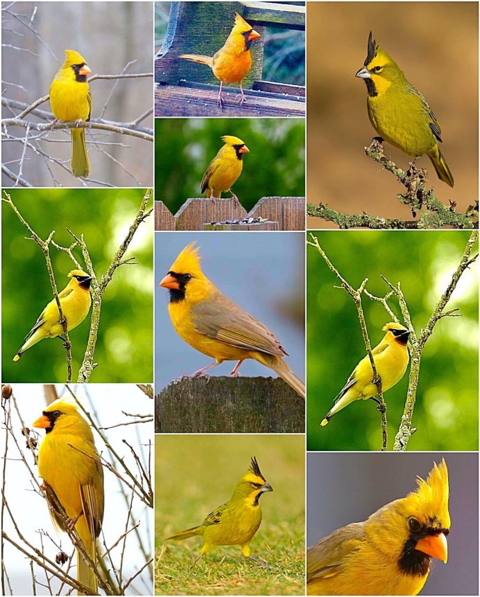 Виргинский Кардинал птица самка