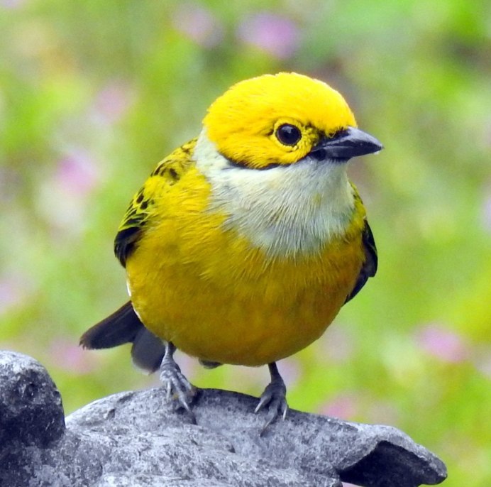 Птицы желтые редкие