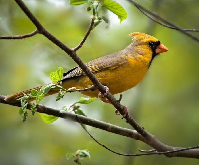 Попугай Кардинал