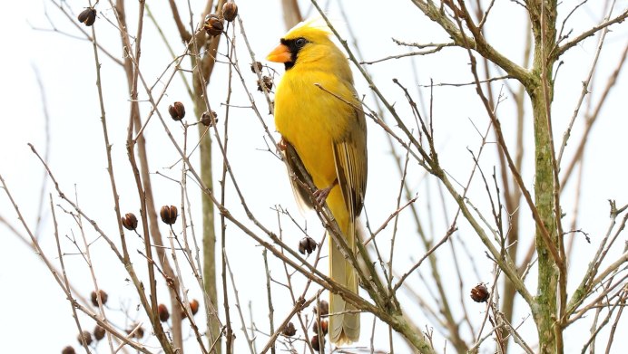 Птицы с рыжим окрасом