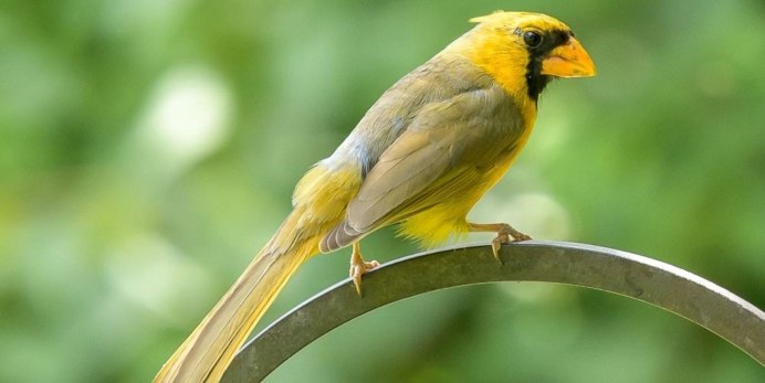 Кайеннская танагра