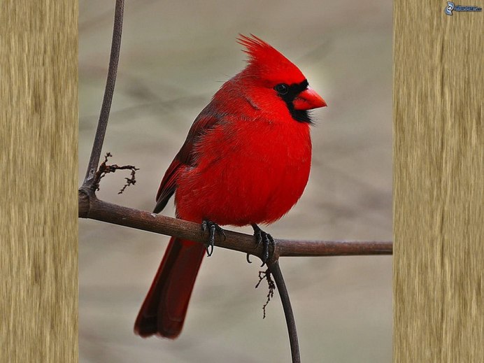 Красногрудая танагра