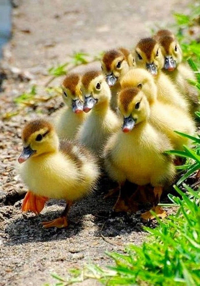 Цыплята утята гусята
