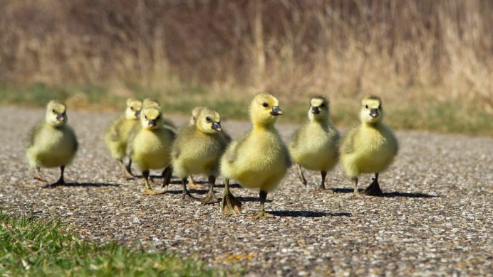Сельскохозяйственная птица
