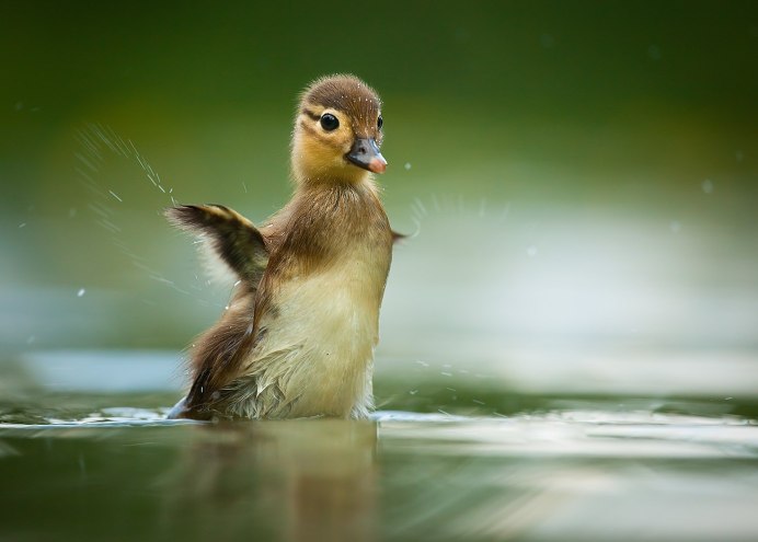 Самые красивые птенцы