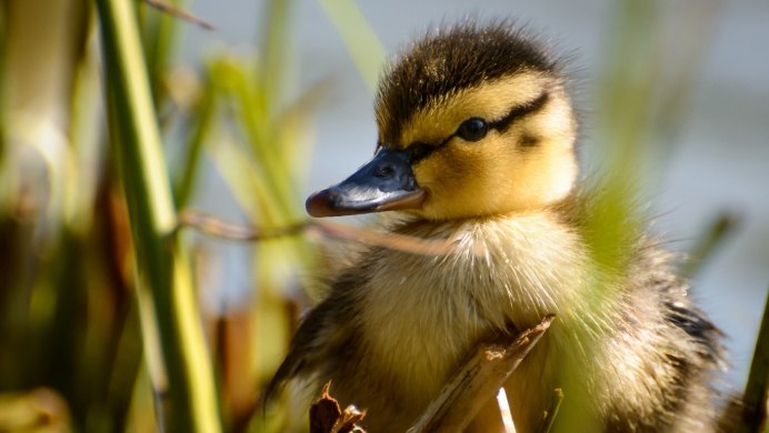 Обои с утками