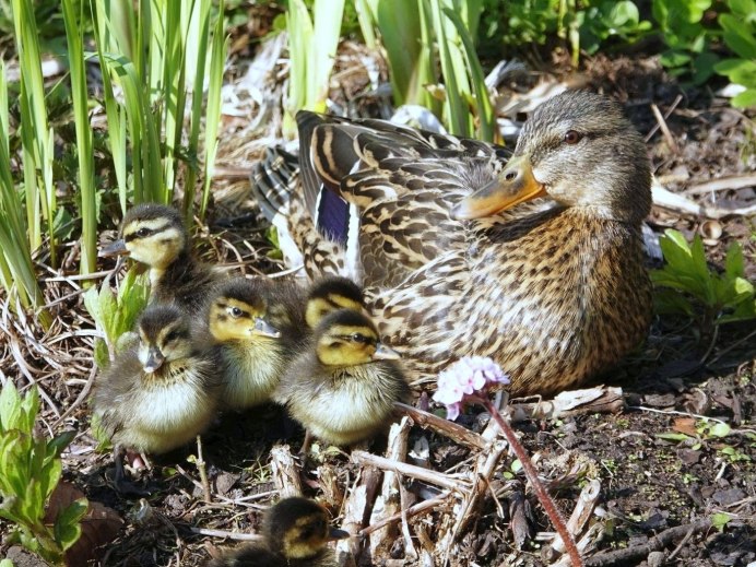 Маленькие Дикие утки
