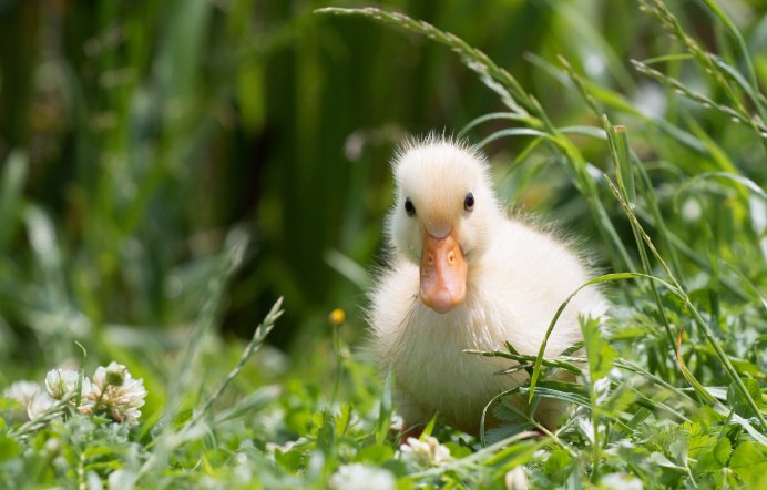 Птичка в траве