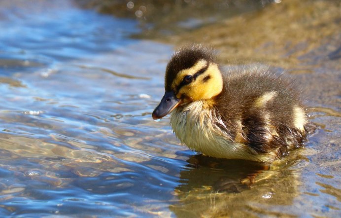 Каролинская утка птенец