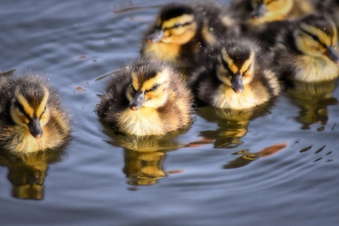 Уточка с утятами