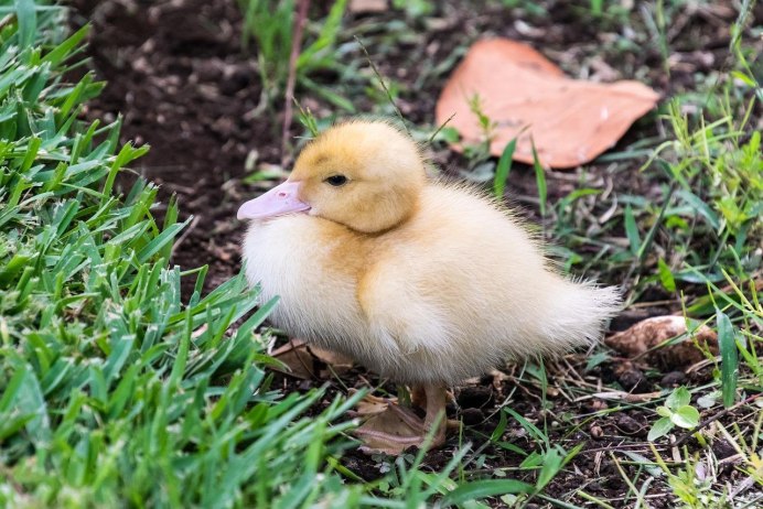 Утенок птица