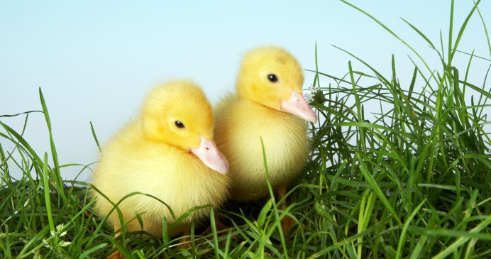 Цыпленок и гусенок