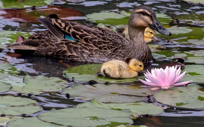 Кряква птенец