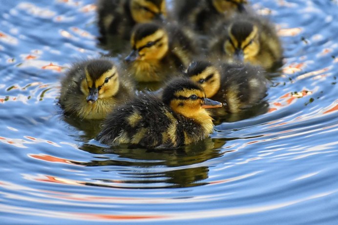 Кряква птенец