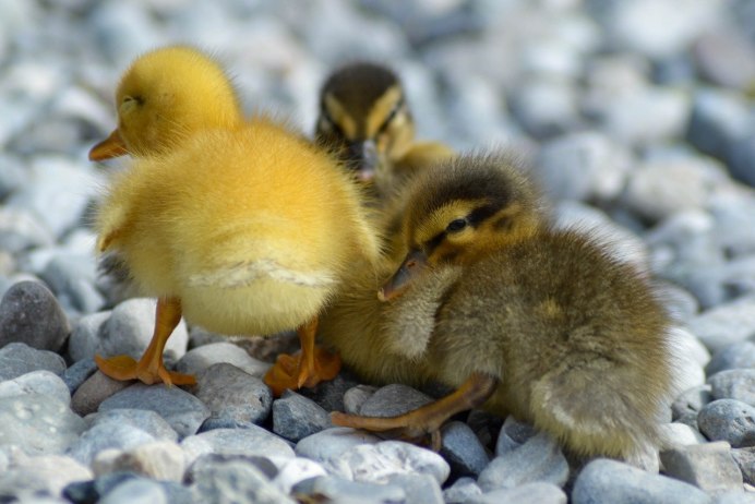 Утята фото красивые