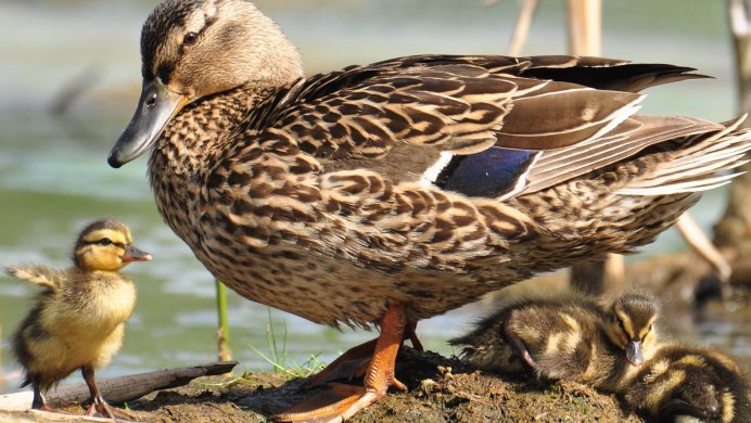 Утки породы кряква