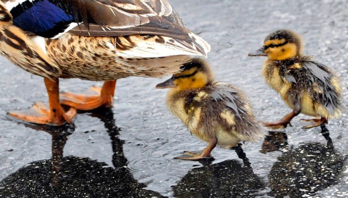 Уточка с двумя утятами