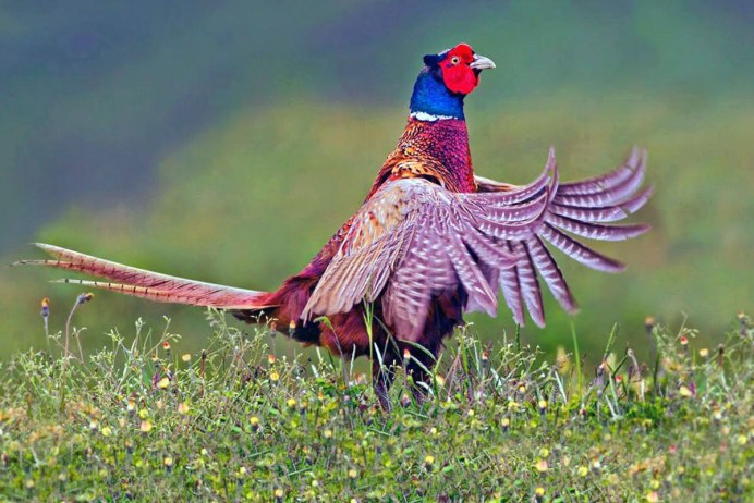 Фазан Амурский