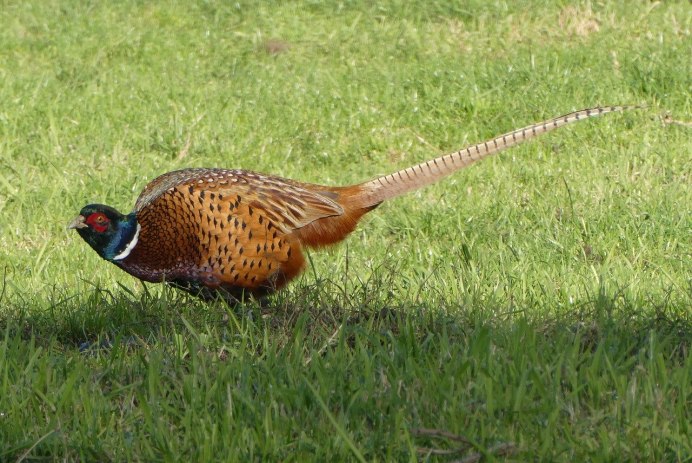 Зелёный фазан / Phasianus versicolor