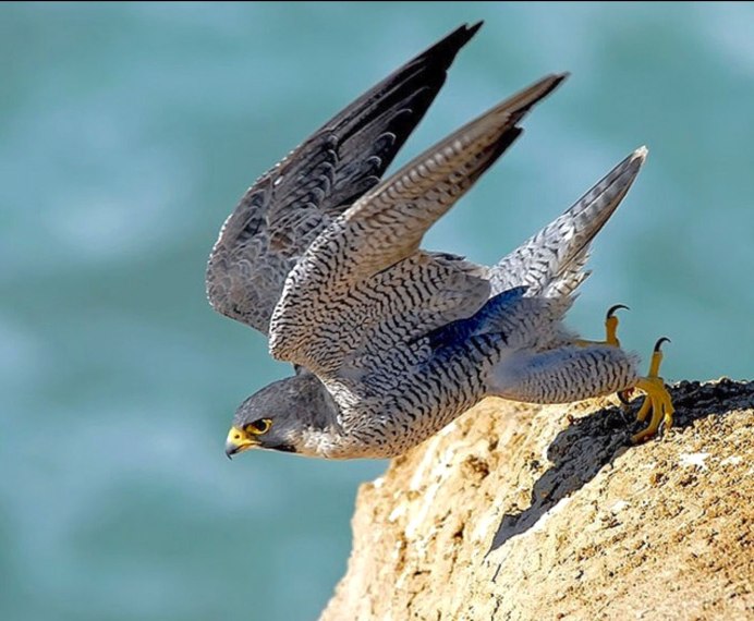 Сапсан (Falco peregrinus) ареал