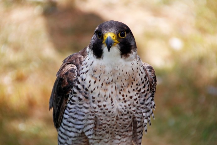 Сокол-Сапсан (Falco peregrinus)