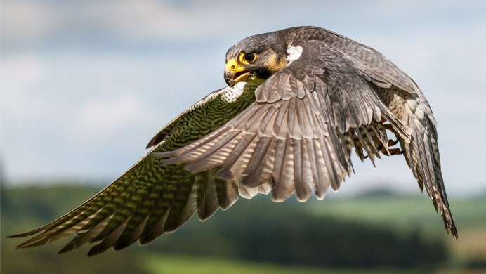 Сапса́н Falco peregrinus