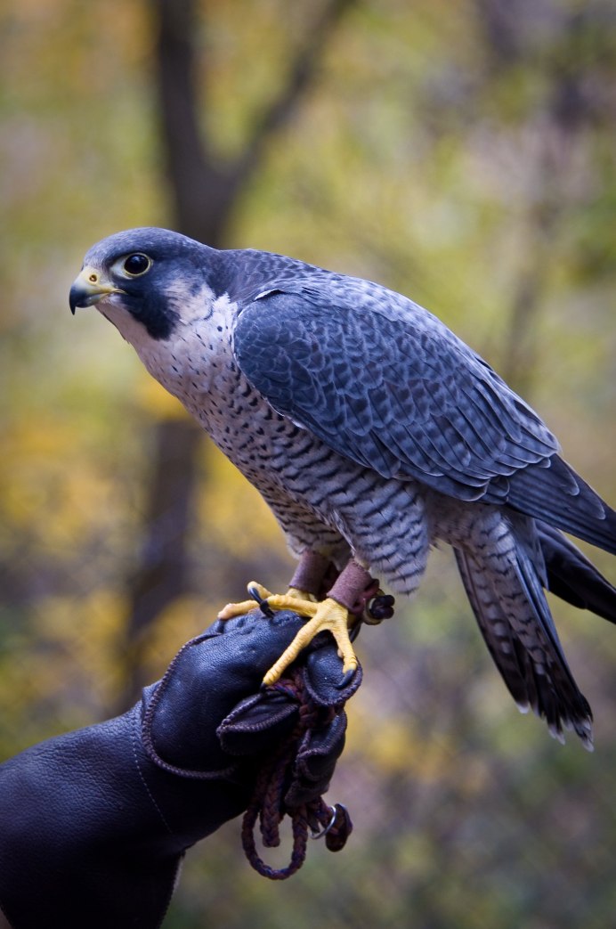 Сокол-Сапсан (Falco peregrinus)