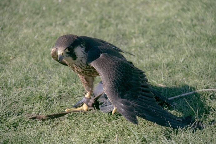 Сапсан Falco peregrinus
