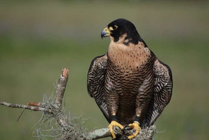 Peregrine Falcon птица