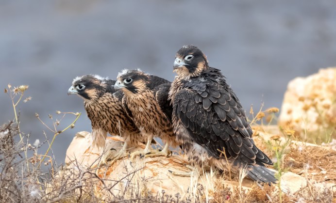 Сокол-Сапсан (Falco peregrinus)