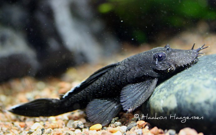 L-128 Hemiancistrus SP. Blue Phantom