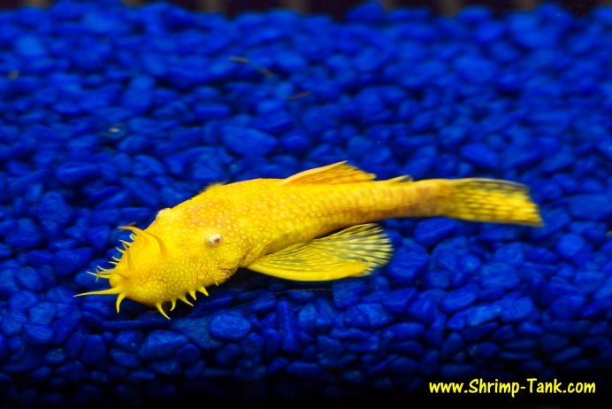 L-034 Ancistrus Ranunculus
