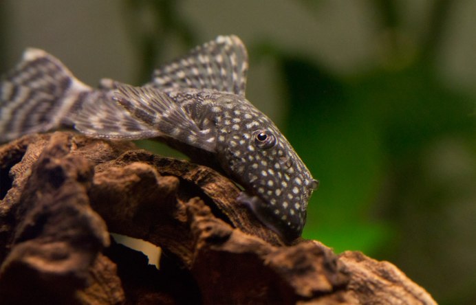Анциструс точечный l-182 (Ancistrus dolichopterus var.)