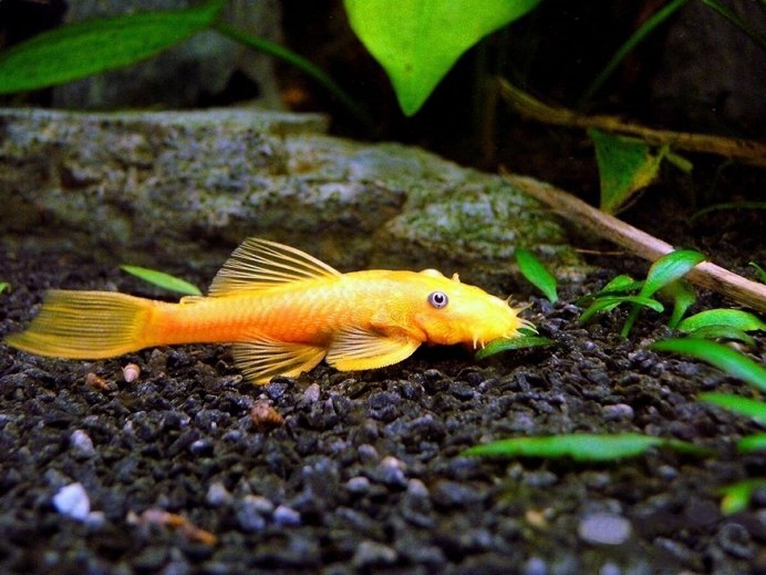 Ancistrus temminckii (Cropped)